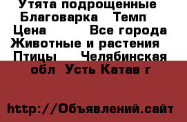 Утята подрощенные “Благоварка“,“Темп“ › Цена ­ 100 - Все города Животные и растения » Птицы   . Челябинская обл.,Усть-Катав г.